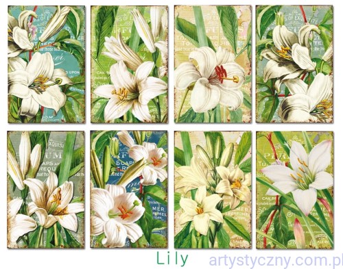 Zestaw papierów Mini do Scrapbookingu M102 - Lilly Lilie - 24ark