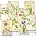 Zestaw papierów Mini do Scrapbookingu M110 - Zioła Herbs - 24ark