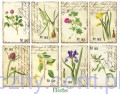 Zestaw papierów Mini do Scrapbookingu M110 - Zioła Herbs - 24ark