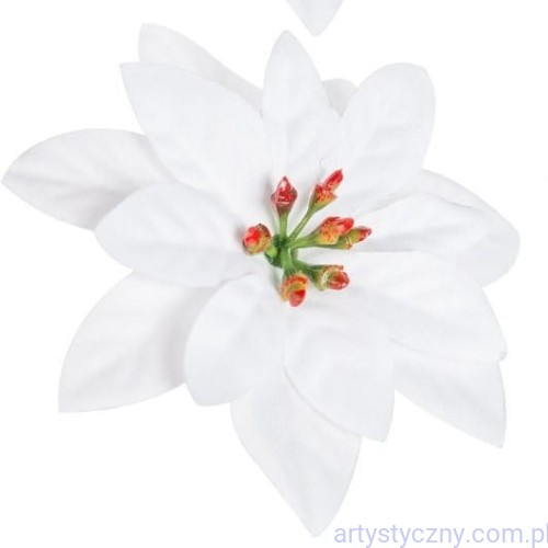 Biała Gwiazda Betlejemska 9cm / 12 szt - Kwiat Gwiazdy Betlejemskiej