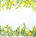 Papier do scrapbookingu P13 30x30cm - Sunshine Cytryny 02
