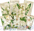 Papier do scrapbookingu Mini M120 - White Flower - Białe Kwiaty